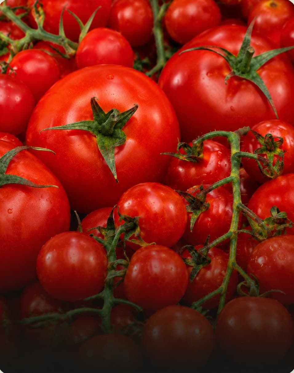 Fresh vine and cherry tomatoes