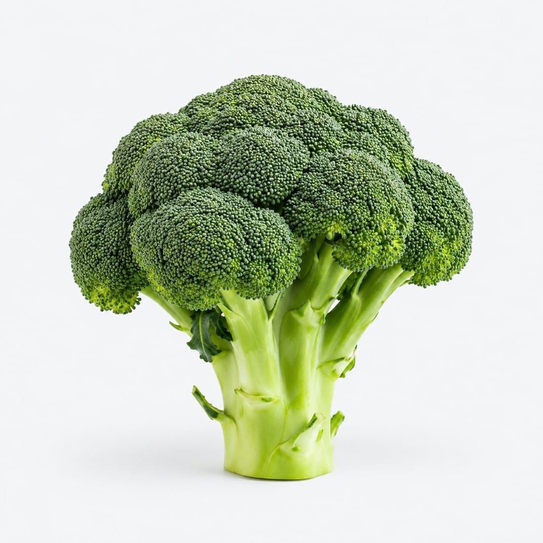 A head of fresh broccoli