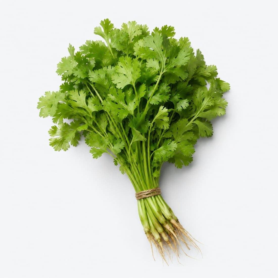 A bunch of fresh coriander