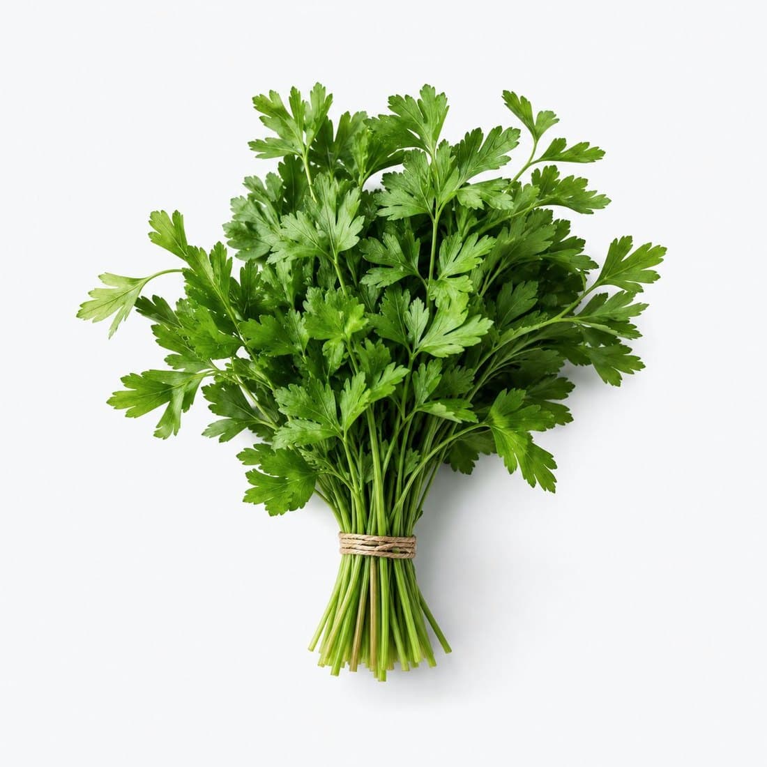 A bunch of fresh flat-leaf Italian parsley