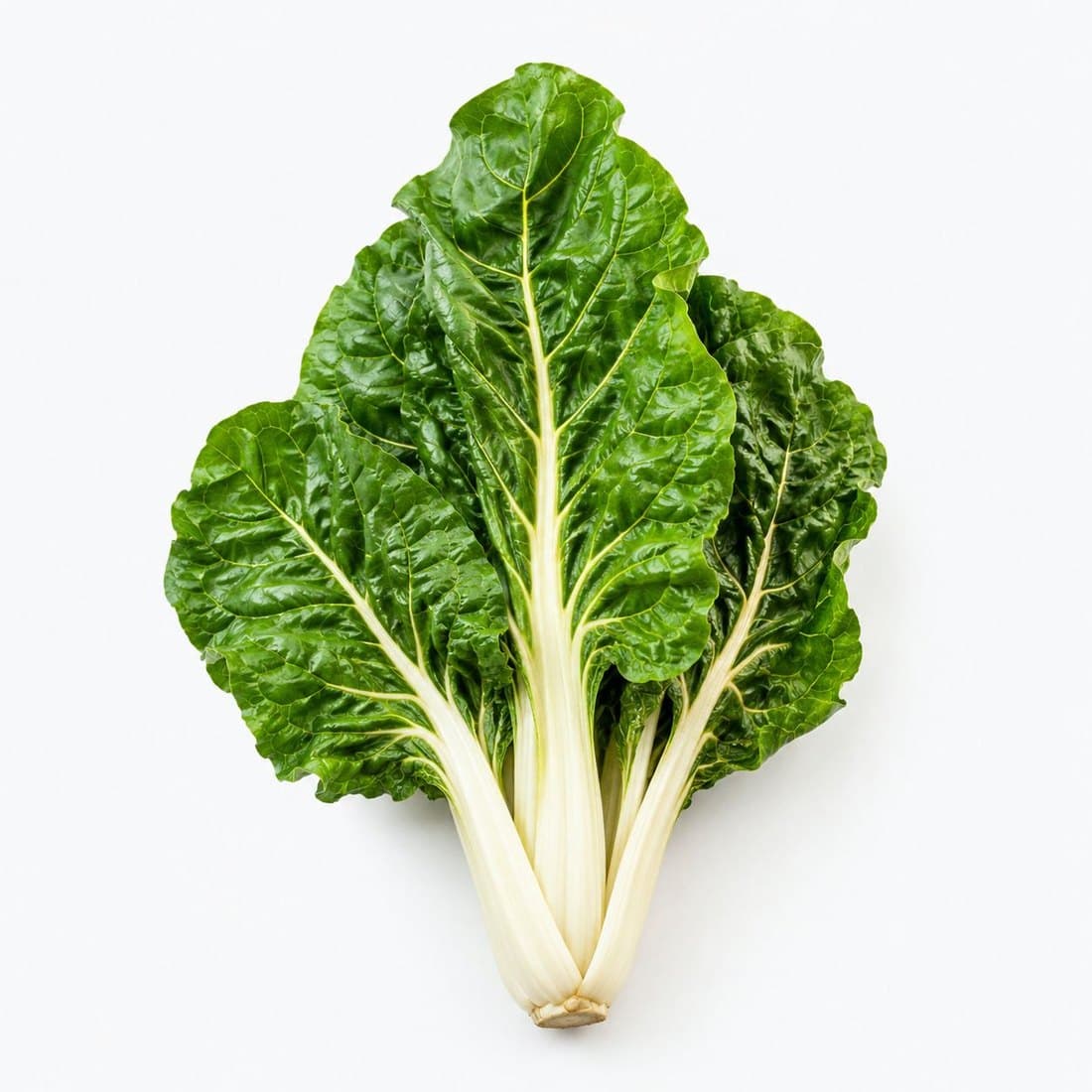 Fresh silverbeet leaves with white stems