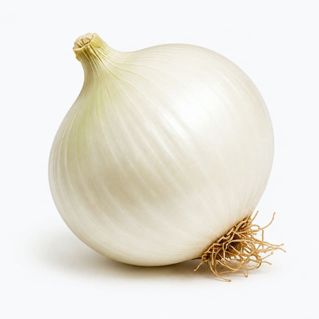 A whole white jumbo onion