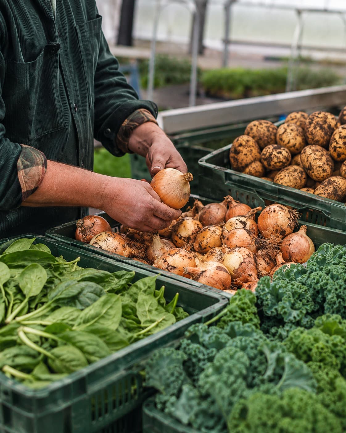Sorting fresh onions, potatoes and greens by hand in crates